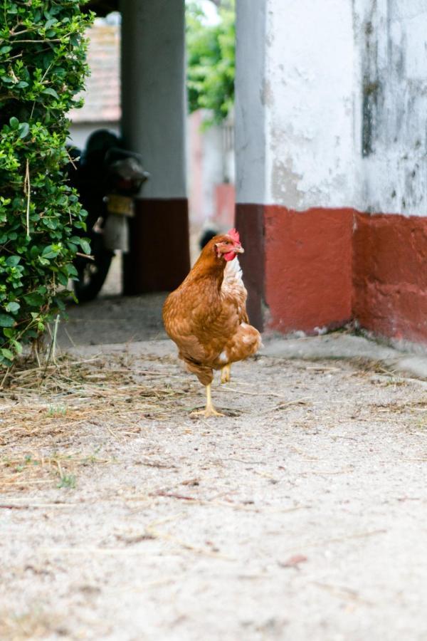 Monte Do Areeiro Villa Coruche Dış mekan fotoğraf