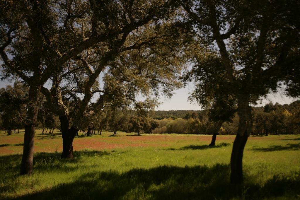 Monte Do Areeiro Villa Coruche Dış mekan fotoğraf